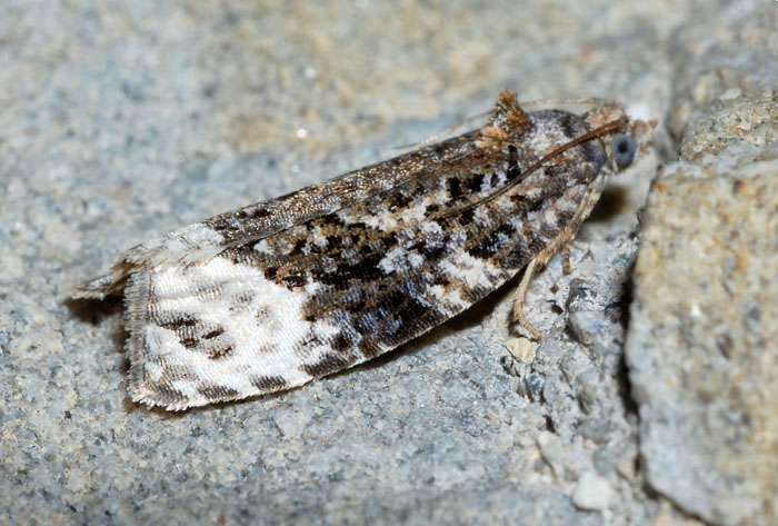 Tortricidae 30